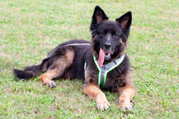 FRANEK, ein toller Hund, der Geborgenheit sucht