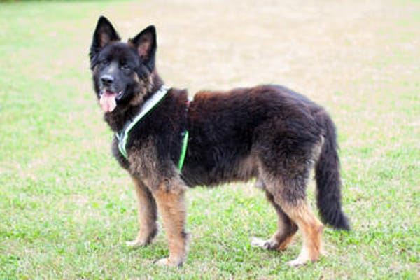 FRANEK, ein toller Hund, der Geborgenheit sucht