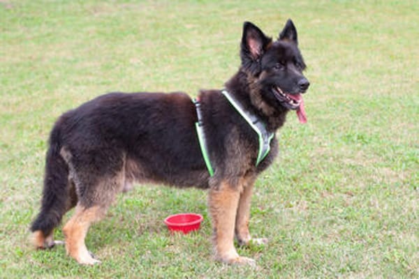 FRANEK, ein toller Hund, der Geborgenheit sucht
