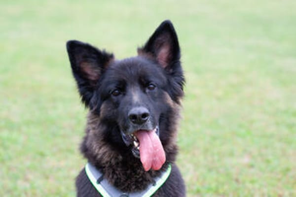 FRANEK, ein toller Hund, der Geborgenheit sucht