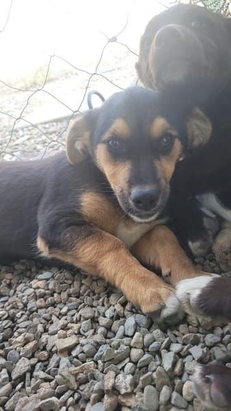 Mimi  kleine Hundedame sucht ihr Zuhause
