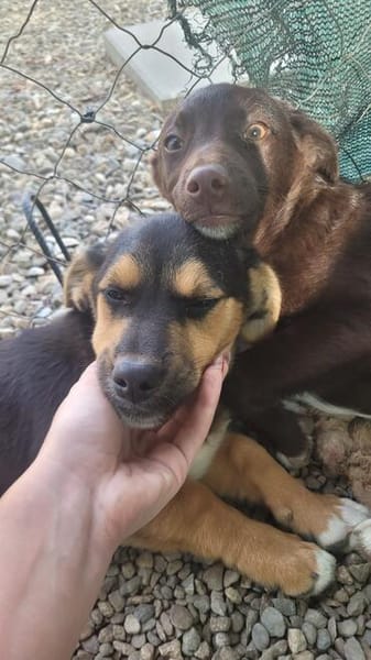 Mimi  kleine Hundedame sucht ihr Zuhause