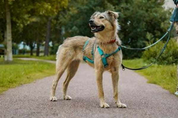 Petra  sensible Seele, die Vertrauen braucht
