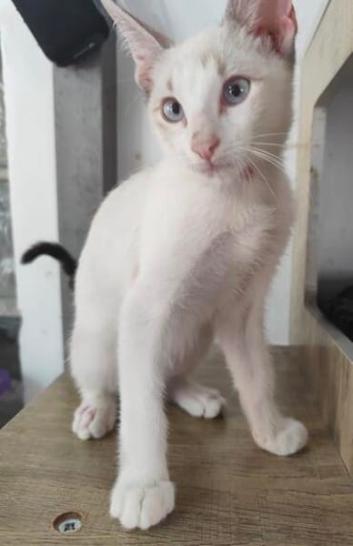 anhänglicher Ramses