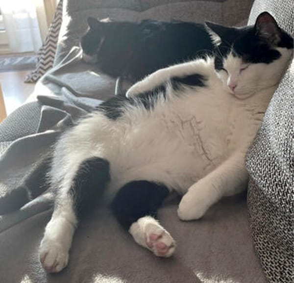 CATLYN & MIYABI wollen zusammen bleiben
