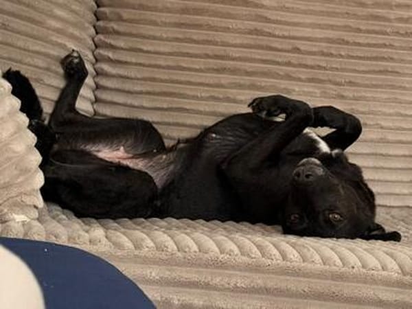 Die süße Nika sucht ein wunderschönes Zuhause