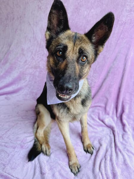 Aria -Bezaubernde Hundedame sucht liebevolles Zuhause!