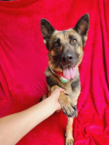 Aria -Bezaubernde Hundedame sucht liebevolles Zuhause!