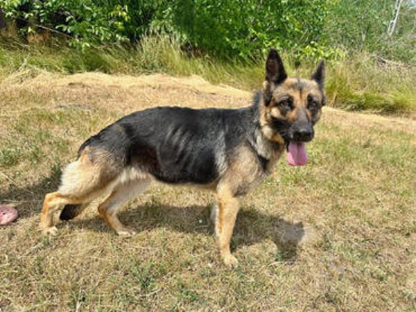 Aria -Bezaubernde Hundedame sucht liebevolles Zuhause!