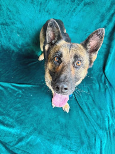 Aria -Bezaubernde Hundedame sucht liebevolles Zuhause!