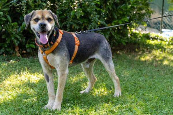 SERVUS MAX, ein Herzenshund sucht sein Glück