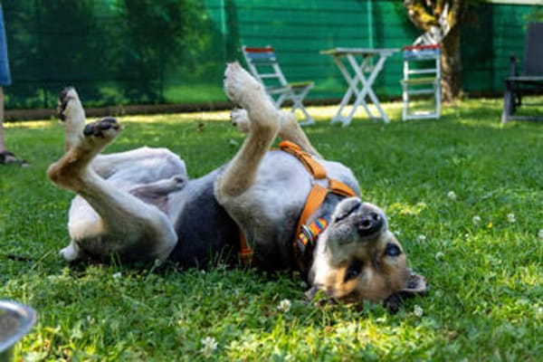 SERVUS MAX, ein Herzenshund sucht sein Glück