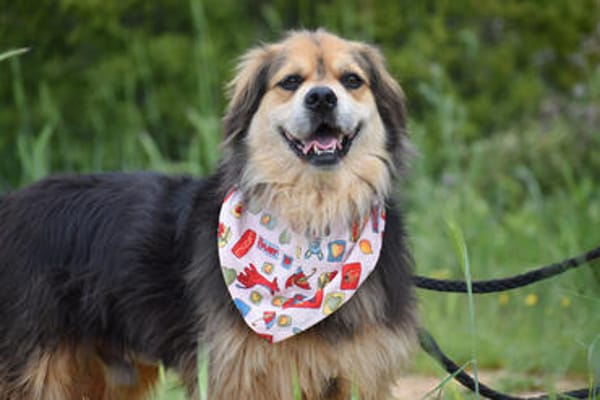 SERVUS MAX, ein Herzenshund sucht sein Glück