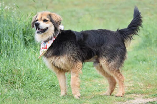 SERVUS MAX, ein Herzenshund sucht sein Glück