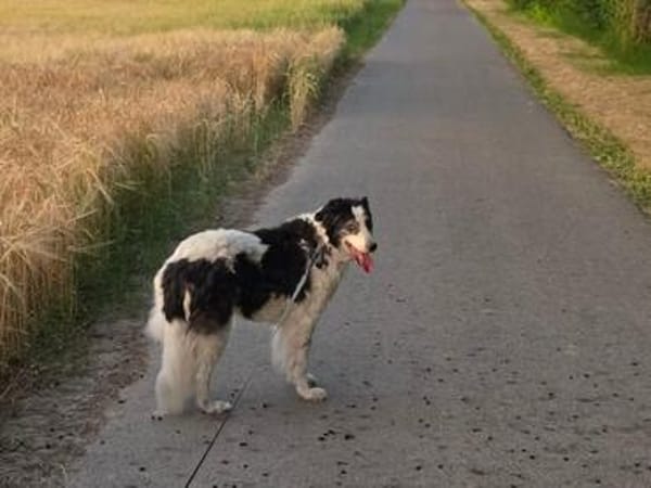 Senior Miki braucht dringend ein neues Zuhause!