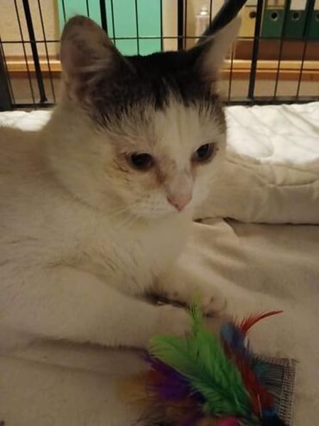 FELIX - charmanter Katermann sucht sein Traumzuhause