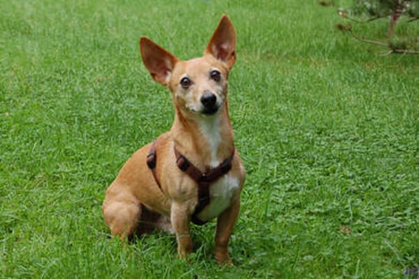 FUSSELCHEN sucht ein Zuhause mit viel Liebe