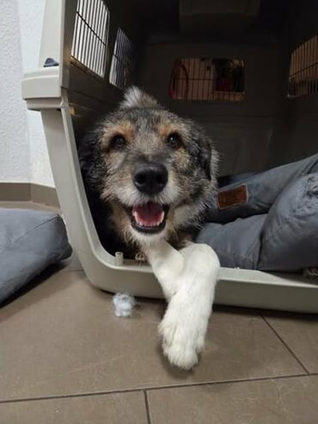 Ernie  gutmütig, freundlich und voller Lebensfreude