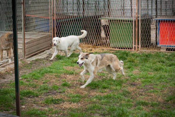 YORU  Sensibler Hundejunge hat große Fortschritte gemacht