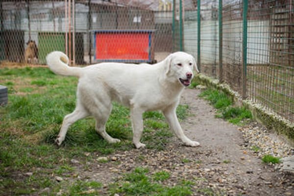 YORU  Sensibler Hundejunge hat große Fortschritte gemacht