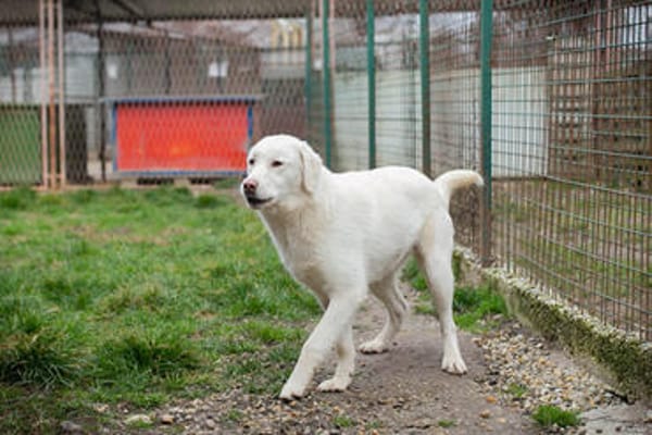 YORU  Sensibler Hundejunge hat große Fortschritte gemacht