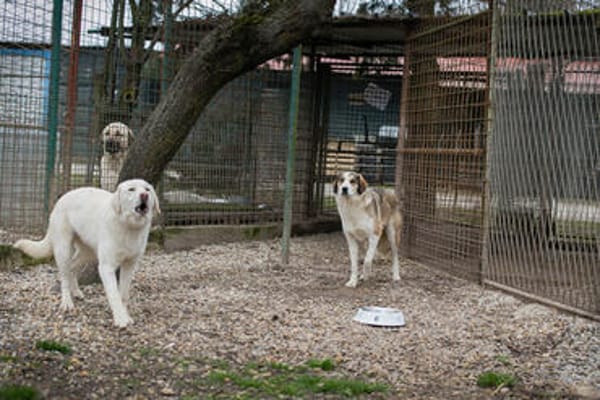YORU  Sensibler Hundejunge hat große Fortschritte gemacht