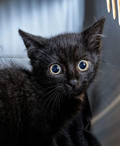 Katzenkind Rüdiger