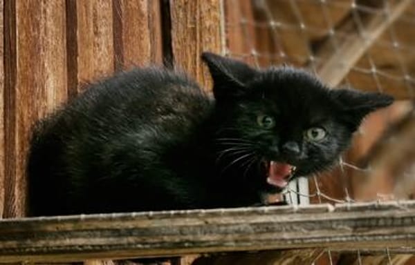 Katzenkind Rüdiger