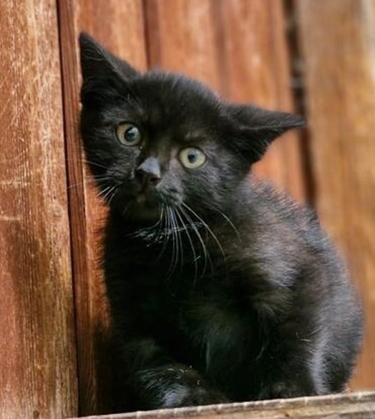 Katzenkind Rüdiger
