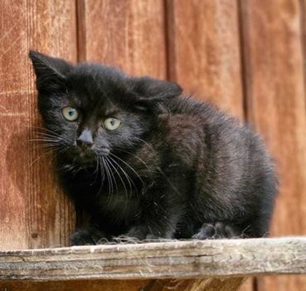 Katzenkind Rüdiger