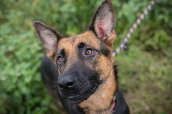 NAYRA  Sanfter Schäferhund-Mix sucht ihre Herzensmenschen