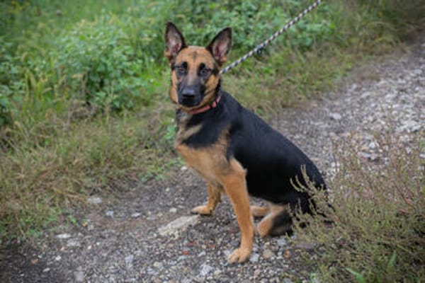 NAYRA  Sanfter Schäferhund-Mix sucht ihre Herzensmenschen