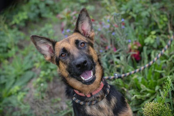 NAYRA  Sanfter Schäferhund-Mix sucht ihre Herzensmenschen