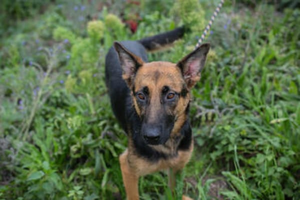 NAYRA  Sanfter Schäferhund-Mix sucht ihre Herzensmenschen