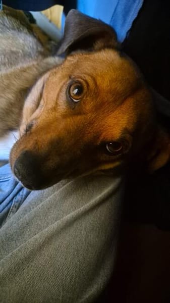 Kylo sucht nach fast 5 Jahren wieder Zuhause