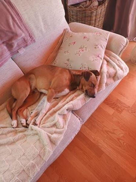 Kylo sucht nach fast 5 Jahren wieder Zuhause