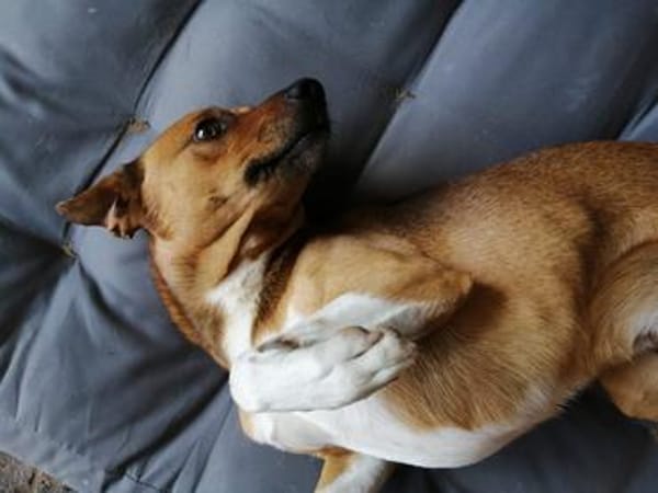 Kylo sucht nach fast 5 Jahren wieder Zuhause