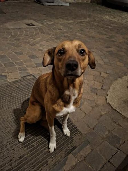 Kylo sucht nach fast 5 Jahren wieder Zuhause