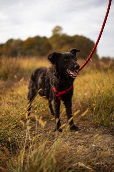 BAILEY ANA  Kleine Frohnatur mit ganz viel Herz