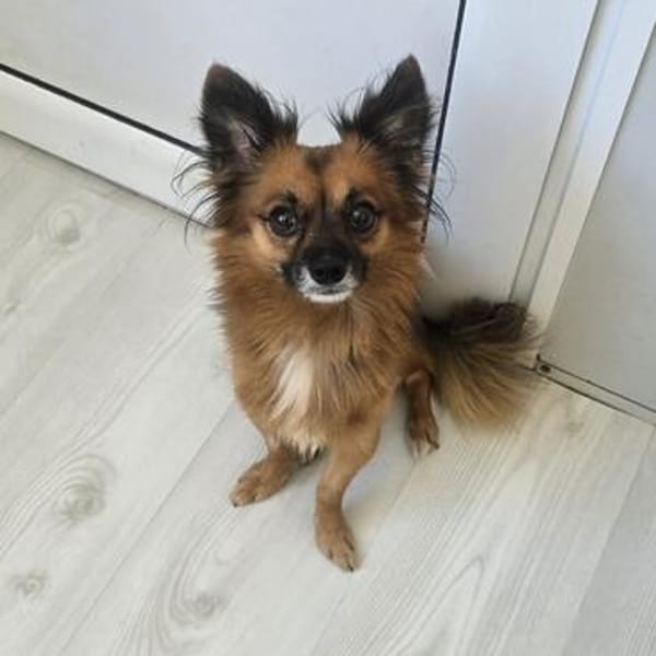 Leo - kleines liebevolles Körbchen gesucht