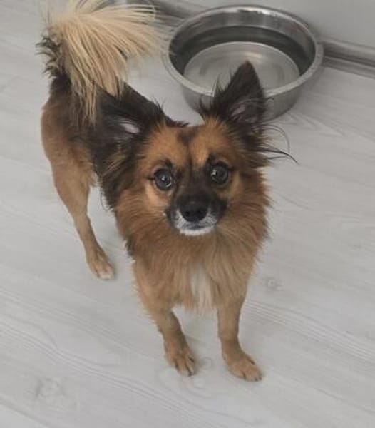 Leo - kleines liebevolles Körbchen gesucht