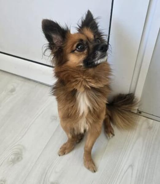 Leo - kleines liebevolles Körbchen gesucht
