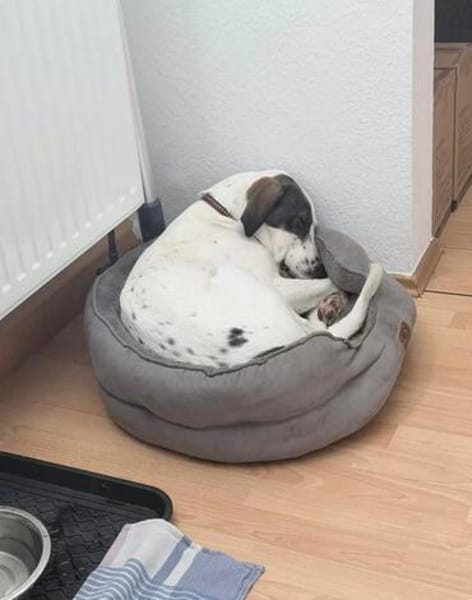 Henry, junger Pointer Mix
