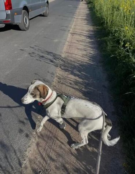 Henry, junger Pointer Mix