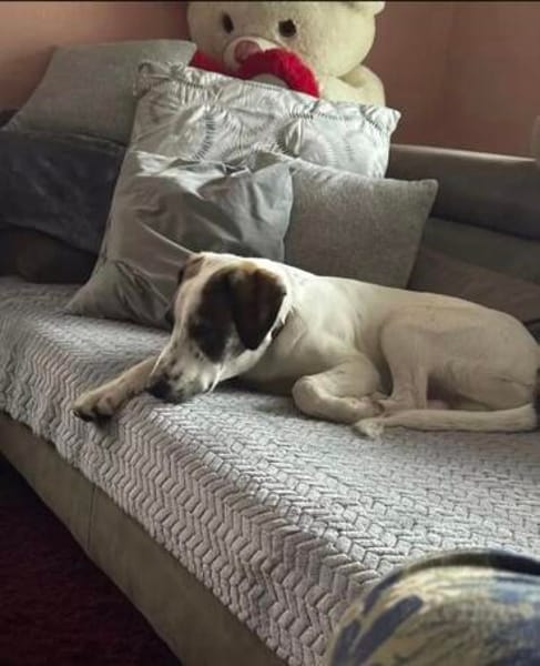 Henry, junger Pointer Mix