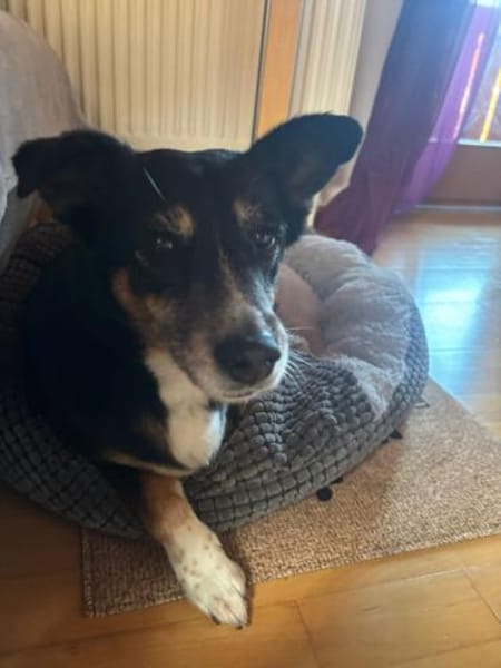 Pearl sucht ein liebevolles Zuhause
