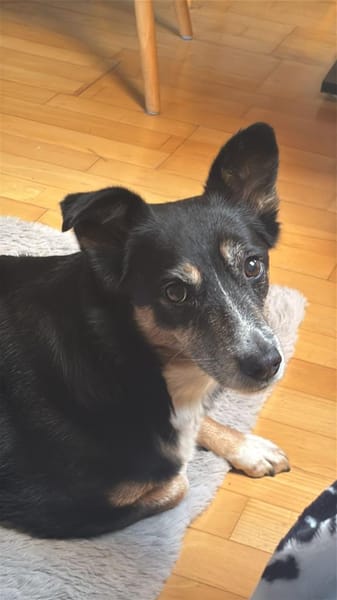 Pearl sucht ein liebevolles Zuhause