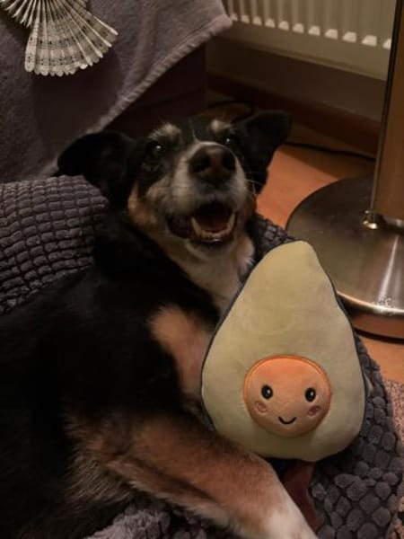 Pearl sucht ein liebevolles Zuhause