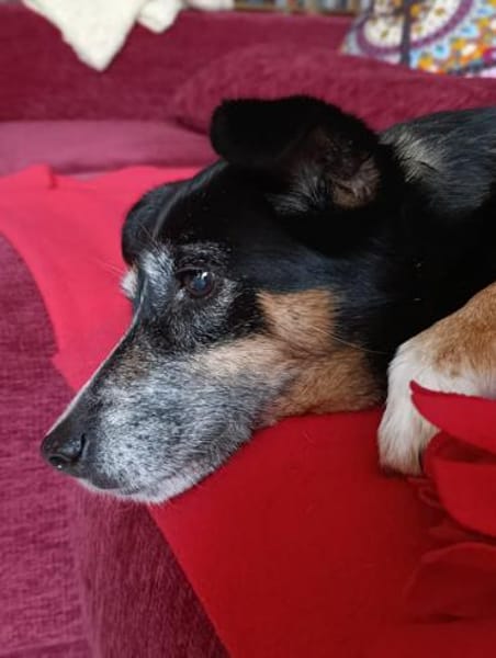 Pearl sucht ein liebevolles Zuhause