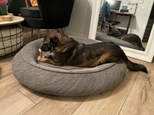 Lemmy sucht ein liebevolles Zuhause